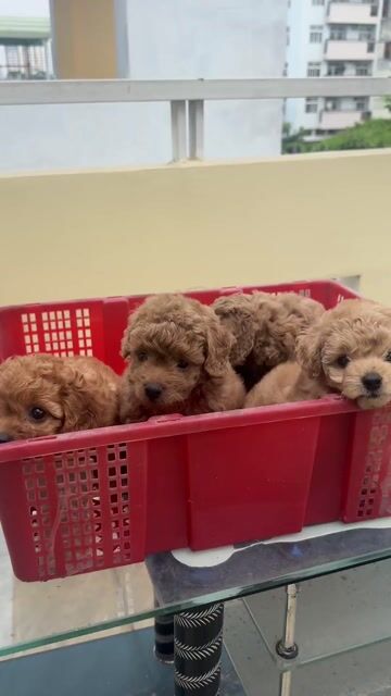 Chó Poodle nhà nuôi được 💕. Mua bán Chó tại Thành phố Thủ Đức Tp Hồ Chí Minh được đăng bởi BÁN THÚ CƯNG KHÔNG ĐĂNG ẢNH LỪA ĐẢO  hình 1