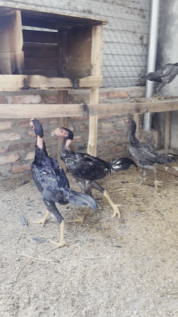 thanh lý toàn bộ đàn gà choai. Mua bán Gà tại Huyện Sóc Sơn Hà Nội được đăng bởi Truong van hình 1