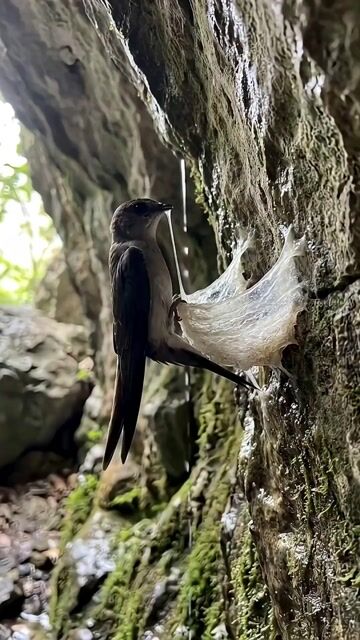 Yến T.Nhiên Khánh Hòa sợi ngắn nở nhiều ko vụn 30g. Mua bán Đồ ăn, thực phẩm và các loại khác tại Quận 6 Tp Hồ Chí Minh được đăng bởi nguyễn thị mỹ trinh hình 1