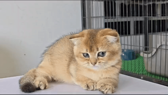 Mèo Golden Cái Vàng Chân lun tai cụp. Mua bán Mèo tại Huyện Bình Chánh Tp Hồ Chí Minh được đăng bởi NHÀ CÓ MẤY EM MÈO  HCM hình 1
