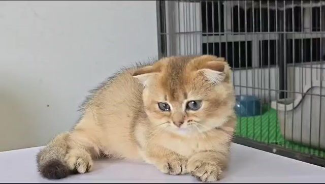 Mèo Golden Cái Vàng Chân lun tai cụp. Mua bán Mèo tại Huyện Bình Chánh Tp Hồ Chí Minh được đăng bởi NHÀ CÓ MẤY EM MÈO  HCM hình 1