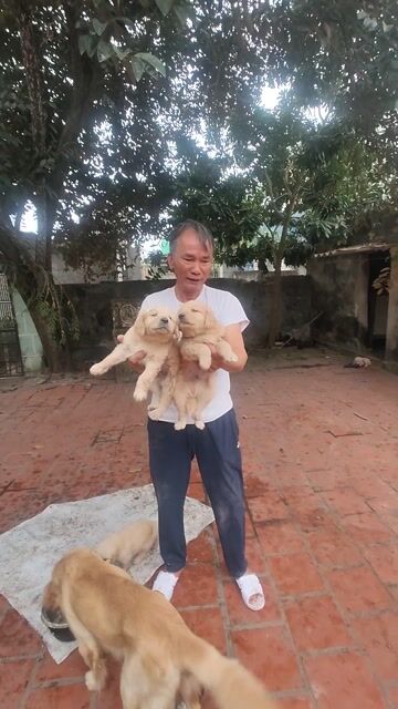 Chó Golden Retriever đực cái 2 tháng. Mua bán Chó tại Huyện Hà Trung Thanh Hóa được đăng bởi Đức Long hình 1
