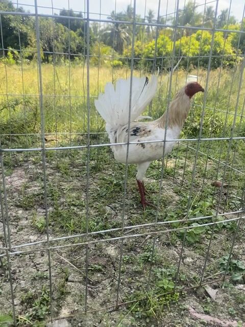 Gà Tre bướm mỹ tơ. Mua bán Gà tại Huyện Chợ Lách Bến Tre được đăng bởi thịnh hình 1