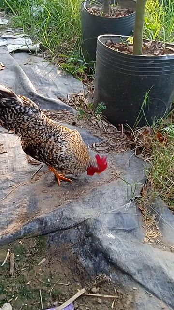 Gà Bắc ae cần liên hệ. Mua bán Gà tại Quận Thốt Nốt Cần Thơ được đăng bởi gà tre Bắc  hình 1