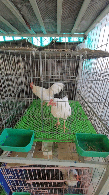 Tre Bắc MÁI NHẠN ( Thanh Lý ). Mua bán Gà tại Quận Bình Tân Tp Hồ Chí Minh được đăng bởi Gà Tre Bắc  hình 1