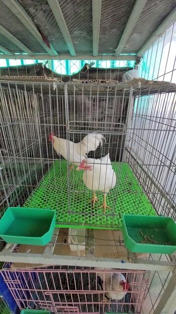 Tre Bắc MÁI NHẠN ( Thanh Lý ). Mua bán Gà tại Quận Bình Tân Tp Hồ Chí Minh được đăng bởi Gà Tre Bắc  hình 1