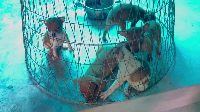 Chó Phốc hươu. Mua bán Chó tại Huyện Lý Nhân Hà Nam được đăng bởi Cao Nam hình 1