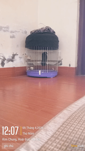 Chim hót tốt và nhiều giọng. Mua bán Chim tại Huyện Hoài Đức Hà Nội được đăng bởi Hoàng Dung  hình 1