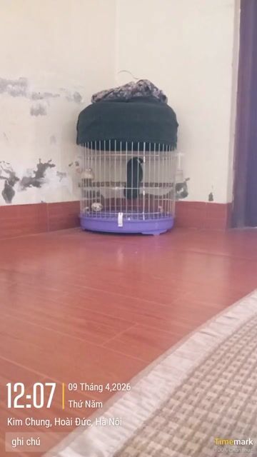 Chim hót tốt và nhiều giọng. Mua bán Chim tại Huyện Hoài Đức Hà Nội được đăng bởi Hoàng Dung  hình 1