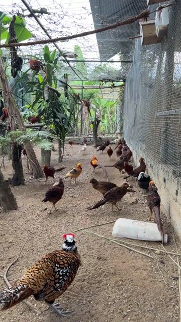 Chim Trĩ 7 màu. Mua bán Chim tại Huyện Hòa Vang Đà Nẵng được đăng bởi Thanh Tran hình 1