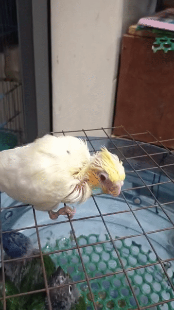 Chim Cockatiel út hơi nhỏ . Mua bán Chim tại Thành phố Dĩ An Bình Dương được đăng bởi Trân Thanh Tâm hình 1