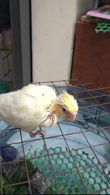 Chim Cockatiel út hơi nhỏ . Mua bán Chim tại Thành phố Dĩ An Bình Dương được đăng bởi Trân Thanh Tâm hình 1