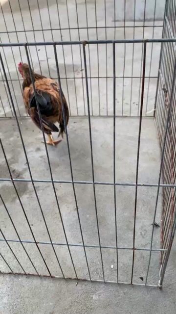 Gà tre bắc bán hoặc gl. Mua bán Gà tại Thị xã Ngã Năm Sóc Trăng được đăng bởi Nhutlinh Danhquyen hình 1