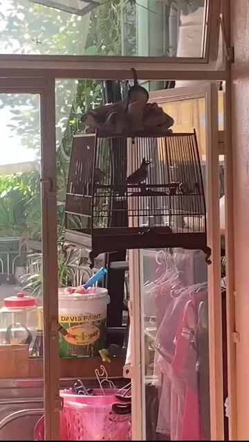 lân dị siêu lật cầu . Mua bán Chim tại Quận Thanh Khê Đà Nẵng được đăng bởi phương hình 1