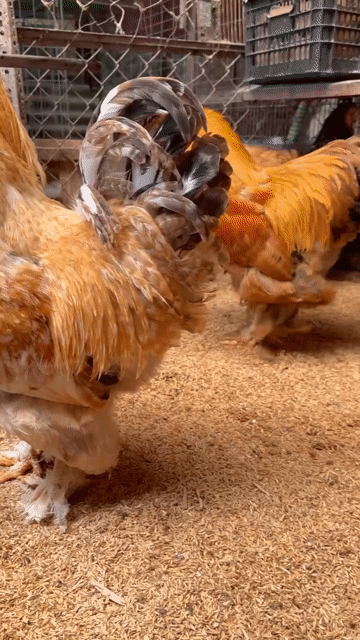 Gà Kiểng Gò Vấp. Mua bán Gà tại Quận Gò Vấp Tp Hồ Chí Minh được đăng bởi Trại Gà Kiểng GV hình 1
