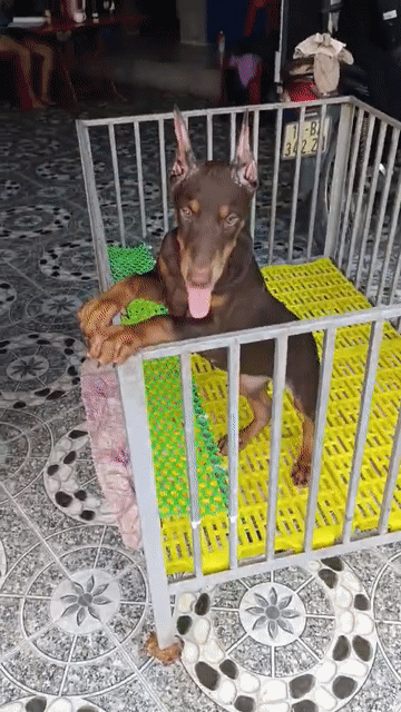 Chó Doberman Pinscher 40kg Nâu đen. Mua bán Chó tại Quận 10 Tp Hồ Chí Minh được đăng bởi Anh Tài hình 1