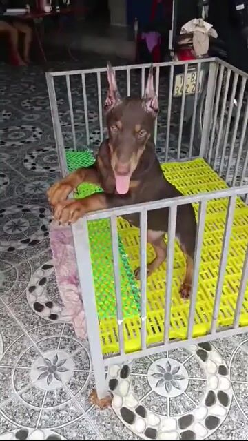 Chó Doberman Pinscher 40kg Nâu đen. Mua bán Chó tại Quận 10 Tp Hồ Chí Minh được đăng bởi Anh Tài hình 1