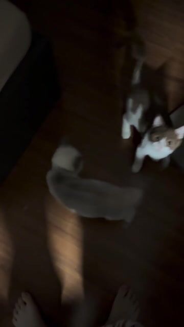 Mèo Anh lông ngắn 2 tuổi đã tiêm đủ. Mua bán Mèo tại Quận Thanh Xuân Hà Nội được đăng bởi Nguyễn Giang hình 1