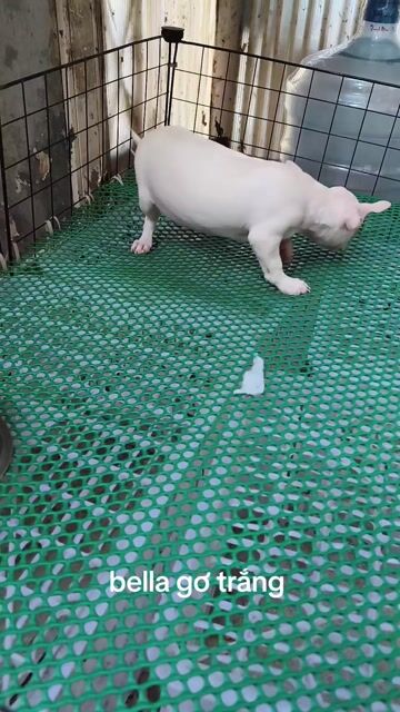 Chihuahua vàng và kem. Mua bán Chó tại Quận 8 Tp Hồ Chí Minh được đăng bởi Chihuahua nhà ZoZo hình 1