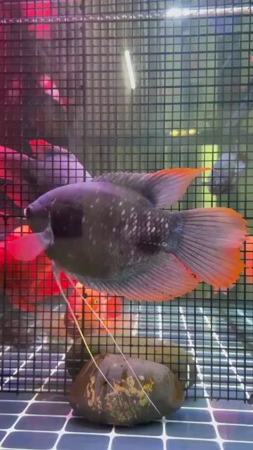 Cá hồng kỳ phát tài. Mua bán Thú cưng khác tại Thành phố Quảng Ngãi Quảng Ngãi được đăng bởi Duy Khanh hình 1