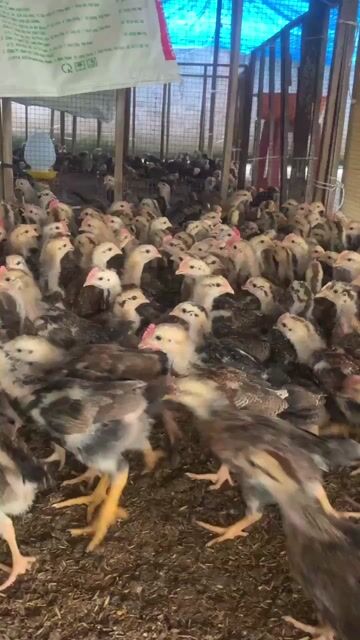 Gà ta lai chọi 400gr nuôi Tết. Mua bán Gà tại Huyện Xuân Lộc Đồng Nai được đăng bởi Bán gà ta giống  hình 1