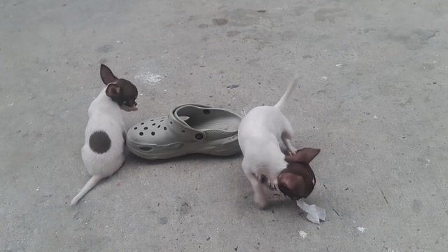 Chó Chihuahua cái 3 tháng Nâu trắng. Mua bán Chó tại Quận Bình Tân Tp Hồ Chí Minh được đăng bởi C Thủy hình 1