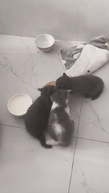 Tìm 🏡 3 bé Mèo ALN Xám bicolor hơn 1.5 tháng tuổi. Mua bán Mèo tại Quận 11 Tp Hồ Chí Minh được đăng bởi  Bánh Bao Bự hình 1