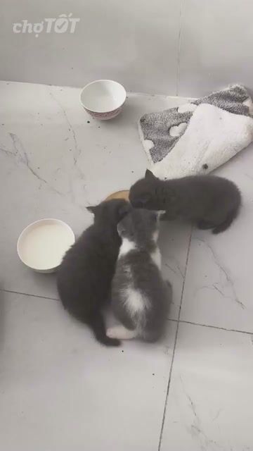 Tìm 🏡 3 bé Mèo ALN Xám bicolor hơn 1.5 tháng tuổi. Mua bán Mèo tại Quận 11 Tp Hồ Chí Minh được đăng bởi  Bánh Bao Bự hình 1