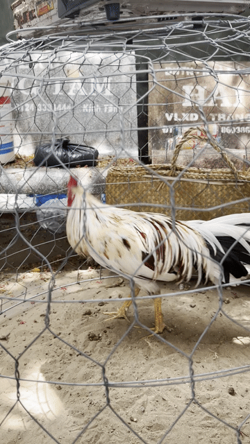 Gà 2.5kg Đực Trắng đen. Mua bán Gà tại Thành phố Trà Vinh Trà Vinh được đăng bởi Nguyen Nhat Truong hình 1