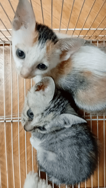 mèo con lai anh. Mua bán Mèo tại Quận Bắc Từ Liêm Hà Nội được đăng bởi sơn rabbit hình 1