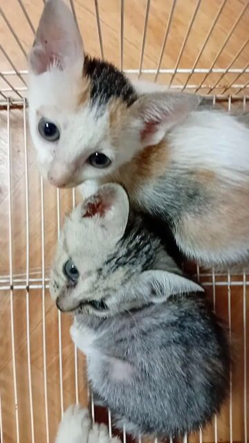 mèo con lai anh. Mua bán Mèo tại Quận Bắc Từ Liêm Hà Nội được đăng bởi sơn rabbit hình 1