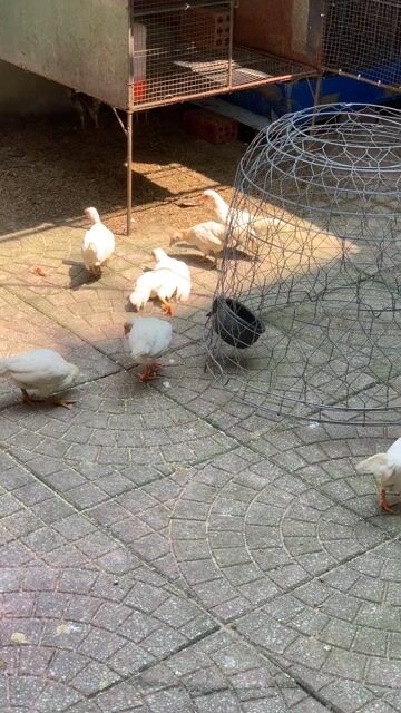 tre Bắc nhan. Mua bán Gà tại Quận Liên Chiểu Đà Nẵng được đăng bởi dũng hình 1