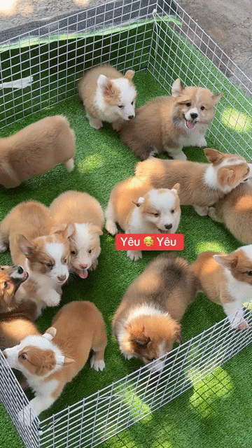 Vip Corgi Phom To. Mua bán Chó tại Huyện Bình Chánh Tp Hồ Chí Minh được đăng bởi Ken péthop hình 1