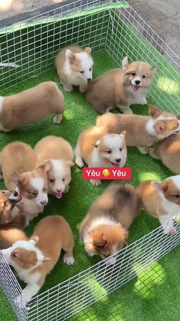 Vip Corgi Phom To. Mua bán Chó tại Huyện Bình Chánh Tp Hồ Chí Minh được đăng bởi Ken péthop hình 1