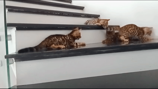 Mèo Bengal đực 3 tháng tuổi. Mua bán Mèo tại Huyện Thạch Thất Hà Nội được đăng bởi Phuong hình 1