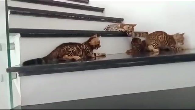 Mèo Bengal đực 3 tháng tuổi. Mua bán Mèo tại Huyện Thạch Thất Hà Nội được đăng bởi Phuong hình 1