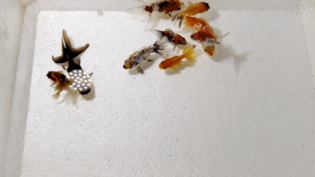 TLy combo 10 bé Oranda/3D sz 1-2N. Mua bán Thú cưng khác tại Quận 4 Tp Hồ Chí Minh được đăng bởi Phạm Tiểu Vy hình 1