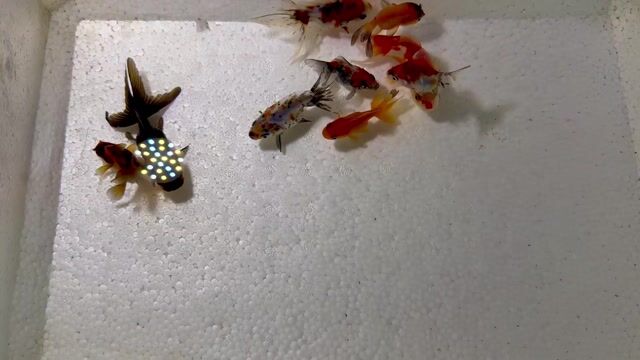 TLy combo 10 bé Oranda/3D sz 1-2N. Mua bán Thú cưng khác tại Quận 4 Tp Hồ Chí Minh được đăng bởi Phạm Tiểu Vy hình 1