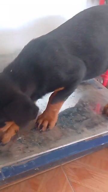 Rottweiler giá rẻ. Mua bán Chó tại Huyện Bình Chánh Tp Hồ Chí Minh được đăng bởi Anh nông dân da đen hình 1