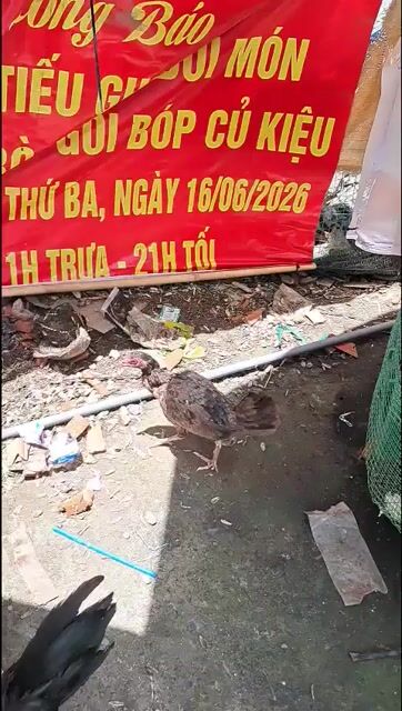 Gà mái Cuban 9 lạng. Mua bán Gà tại Huyện Hóc Môn Tp Hồ Chí Minh được đăng bởi MINH MEO hình 1