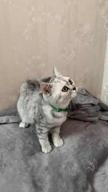 Mèo Anh lông ngắn cái. Mua bán Mèo tại Thành phố Biên Hòa Đồng Nai được đăng bởi Thuỷ Tien hình 1