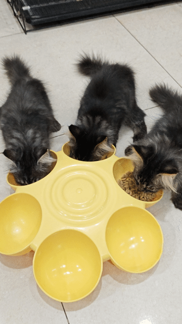 Mèo MaineCoon lai ALD Cái Đen vằn xám 2 tháng. Mua bán Mèo tại Huyện Xuân Lộc Đồng Nai được đăng bởi Chuột hình 1