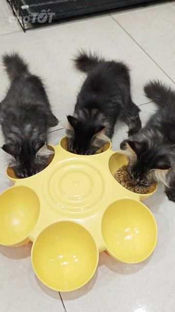 Mèo MaineCoon lai ALD Cái Đen vằn xám 2 tháng. Mua bán Mèo tại Huyện Xuân Lộc Đồng Nai được đăng bởi Chuột hình 1