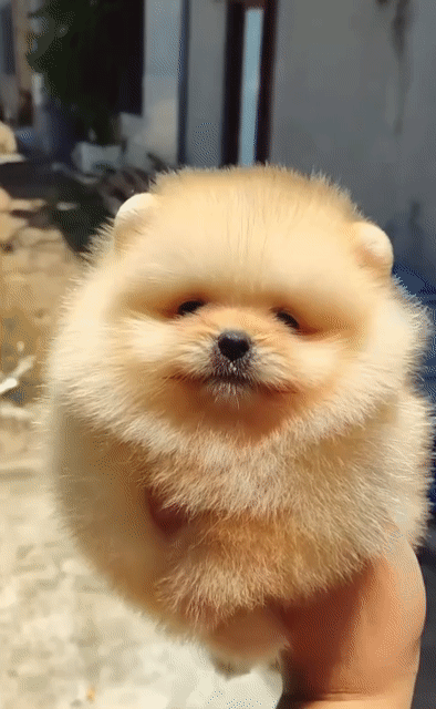 Pom Thái nhỏ, lông dày. Mua bán Chó tại Quận 6 Tp Hồ Chí Minh được đăng bởi Nguyễn Thùy Linh hình 1
