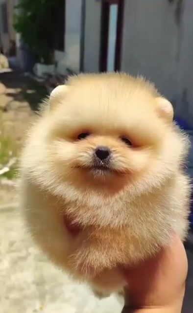 Pom Thái nhỏ, lông dày. Mua bán Chó tại Quận 6 Tp Hồ Chí Minh được đăng bởi Nguyễn Thùy Linh hình 1