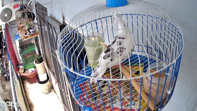 Chim cu gáy mái Trắng đốm đen. Mua bán Chim tại Quận Tân Phú Tp Hồ Chí Minh được đăng bởi linh cu gáy hình 1