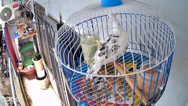 Chim cu gáy mái Trắng đốm đen. Mua bán Chim tại Quận Tân Phú Tp Hồ Chí Minh được đăng bởi linh cu gáy hình 1