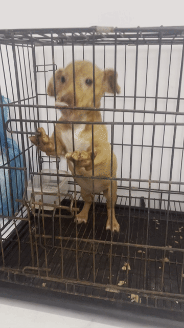 Chó Lạp xưởng cái nâu đã tiêm. Mua bán Chó tại Thành phố Thái Nguyên Thái Nguyên được đăng bởi Dương Thu Hương hình 1