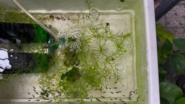 Bầy cá con két panda đã ăn được trùn. Mua bán Thú cưng khác tại Quận Thanh Khê Đà Nẵng được đăng bởi Duy Nhật Trần hình 1