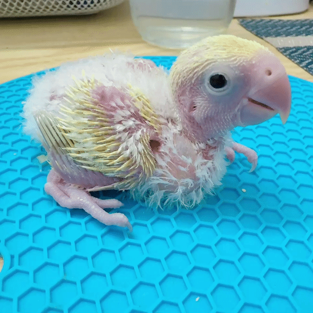 Vẹt Lovebird Vàng Mini k viển. Mua bán Chim tại Quận Bình Tân Tp Hồ Chí Minh được đăng bởi Tiên hình 1